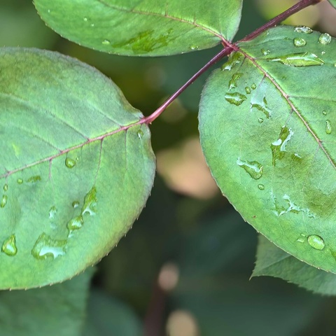 花开有时  衔接有度——风穴中心校幼小衔接不简单主题教研活动（第二阶段）