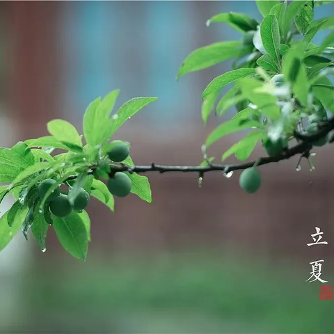 【节气小课堂】时至立夏，万物繁茂——二十四节气之立夏