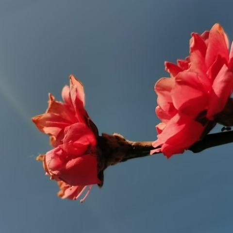 陌上花开四月天，“研”出精彩绽芬芳——正定县教研室教学视导暨柏棠中学、正定八中、权城中学联片教研活动