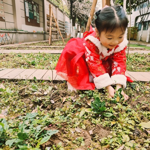 哇！收菠菜