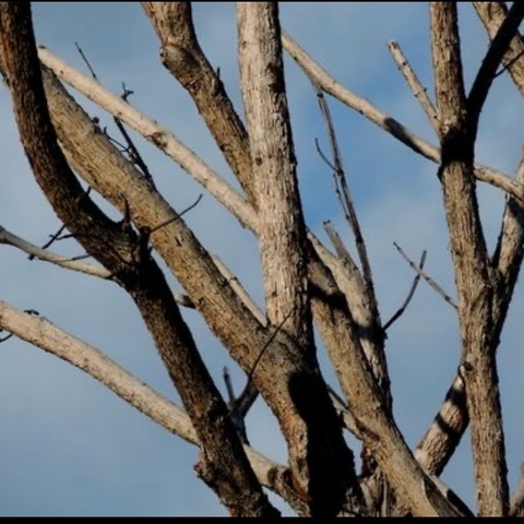 一根树枝的故事——滦州市第三幼儿园秋染三班