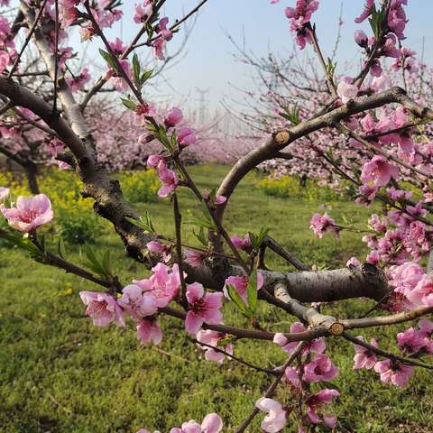 万亩桃花朵朵开  乡村美景入画来