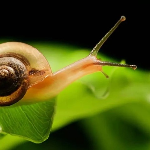 小一班班本课程                               ——牵着蜗牛🐌去散步