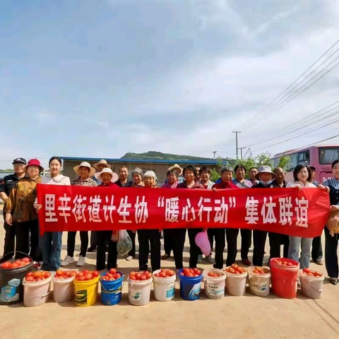 济南市钢城区里辛街道暖心行动—蔬菜采摘，乐在其中