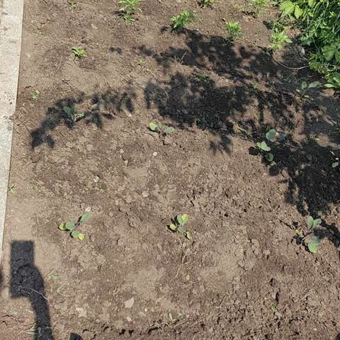 五年级劳动基地