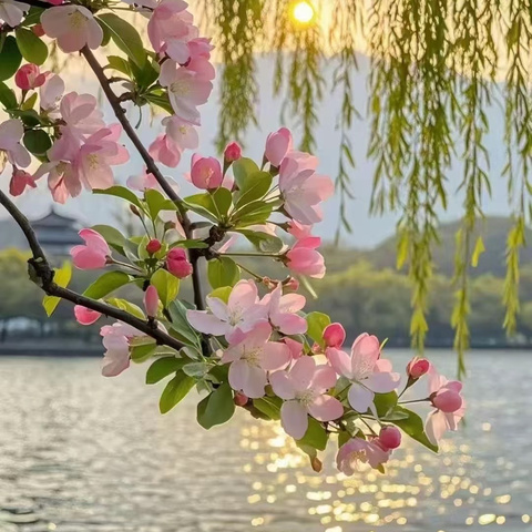 2025年3月花城小学英语组普听课