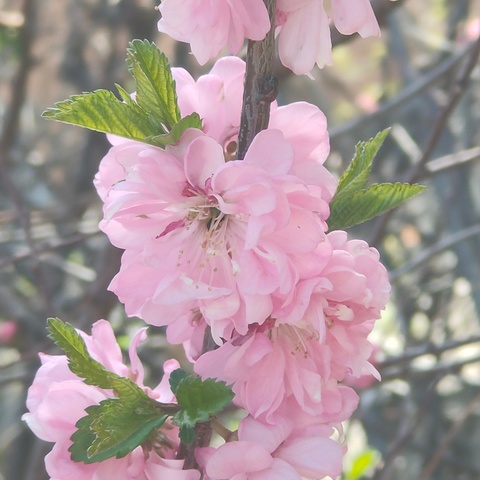 校园里的🌸开了