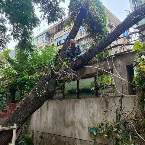 农行家属院危树隐患成功清除，社区网格员全力守护居民安全