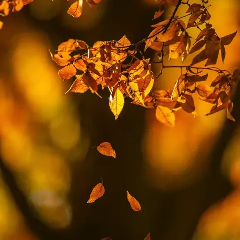 东城幼儿园大班主题三《拥抱秋天》之《温暖的秋天》