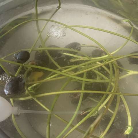 我的科学日志—周梦豪