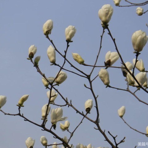 三月，玉兰花开