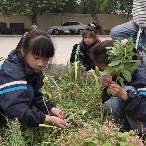 躬耕实践，以劳育德——孙岗小学绿植认养劳动实践活动