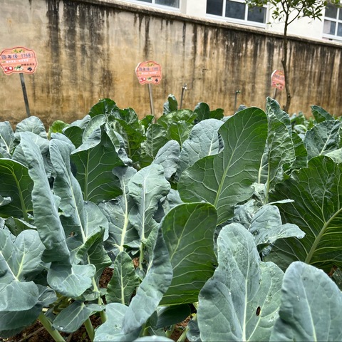 【劳动教育】劳动实践基地里的“幼苗”成长记