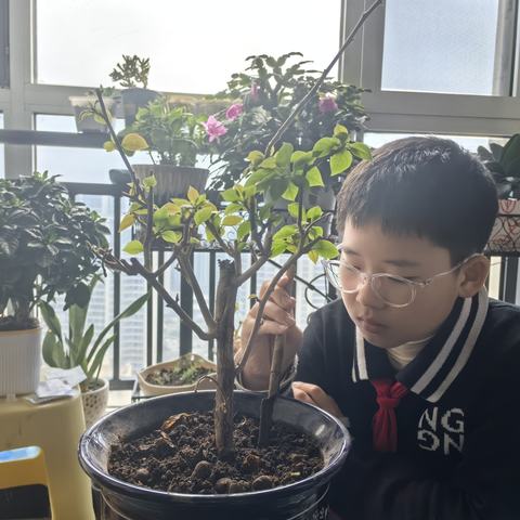 【探索教育·植树节】植树节，见证成长--2025年青岛西海岸新区经济技术开发区第二实验小学603班植树节绿色活动