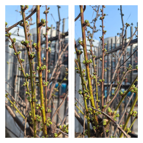 童心种植🌳共成长 绿动未来☘️可期待