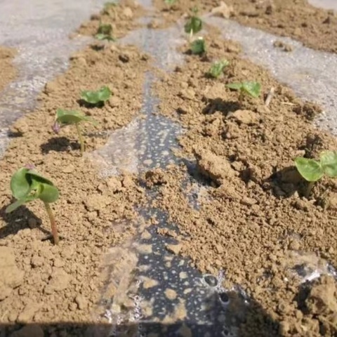 一播全苗|棉花出苗水施肥关键节点