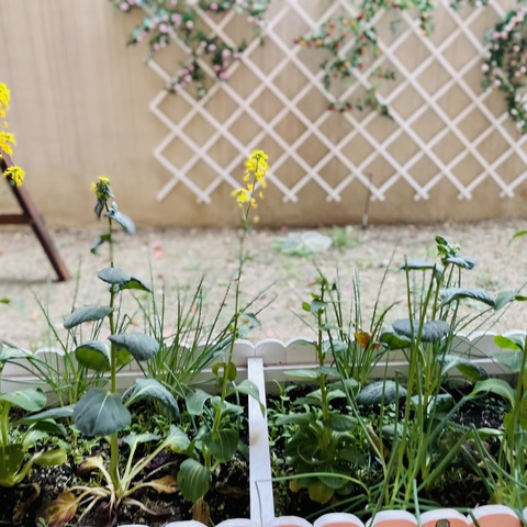 “花”时间，听“花”事