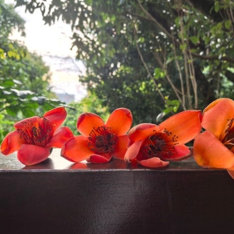 🌅行走的经典读书会·春季经典诵读（第七期）