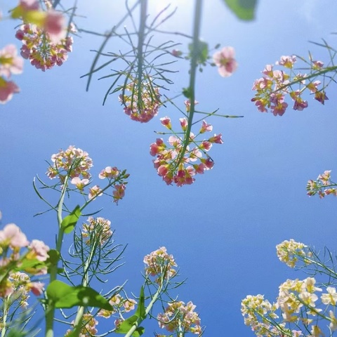 🌅行走的经典读书会·春季经典诵读（第八期）