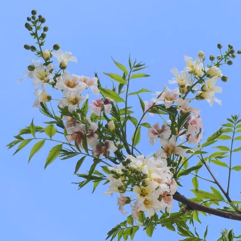 🌅行走的经典读书会·春季经典诵读（第九期）