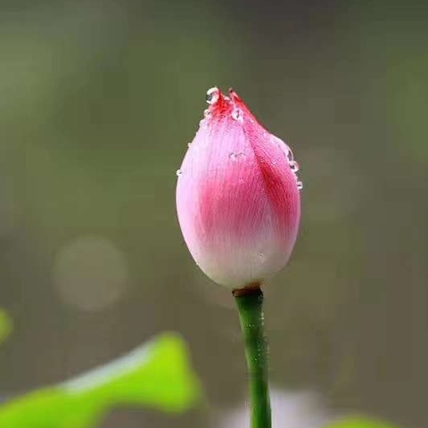 🌅行走的经典读书会·春季经典诵读（第十四期）