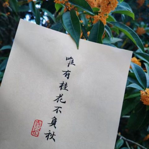 风轻露冷常相伴，桂花飘香银杏黄