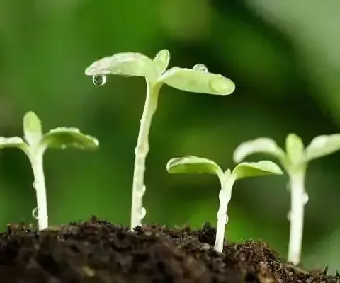 【全环境立德树人】—伏城实验幼儿园小四班幼儿园室内游戏《大象爬   踢杯子》