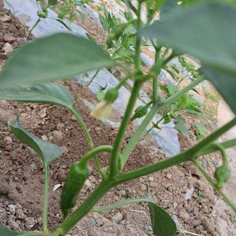 吴店小学教师第12周两字作业展示