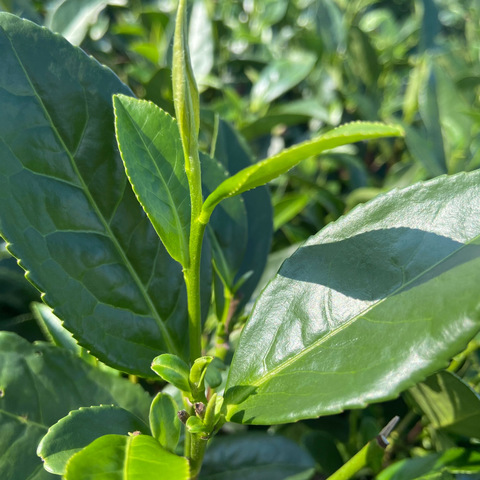 四月线上活动～农业技术小知识—茶园病虫害防治技术