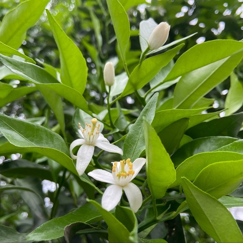 四月线上活动～农业技术小知识—柑橘管理技术