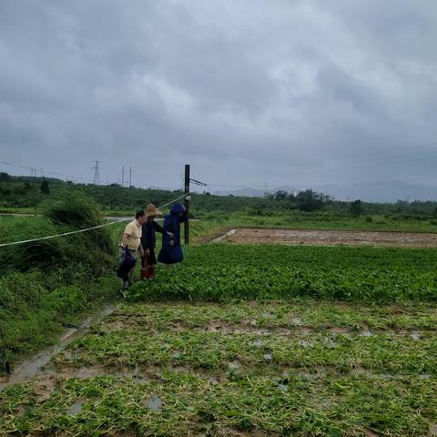 昌江县现代农业发展服务中心下乡开展台风“摩羯”过境后农作物恢复生产技术指导工作