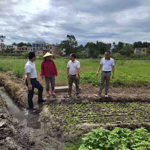 昌江县现代农业发展服务中心下乡持续开展“摩羯”灾后农作物恢复生产技术指导工作