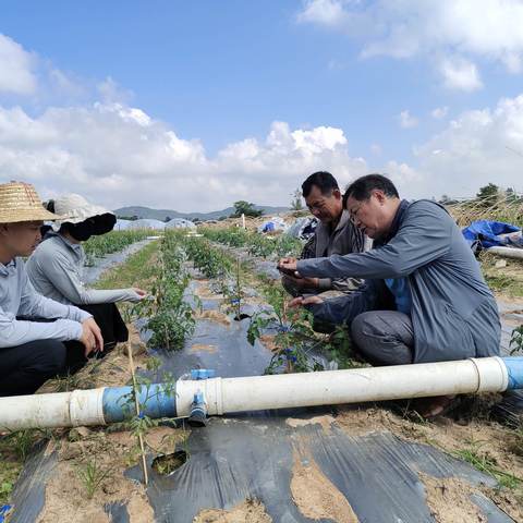 昌江县现代农业发展服务中心派农技员和特聘农技员到十月田镇开展瓜果菜种植技术指导工作