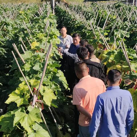 昌江县现代农业发展服务中心派农技员和特聘农技员到海尾镇开展农作物种植技术指导工作