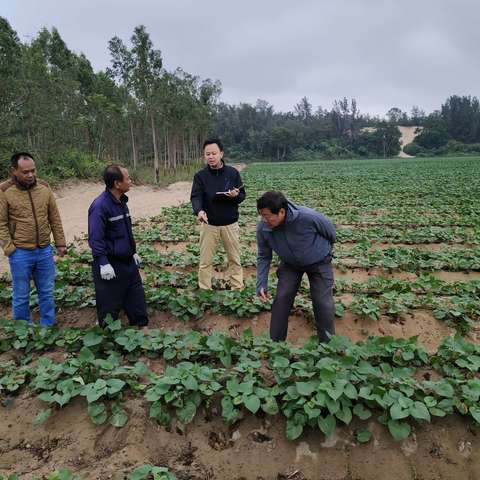 昌江县现代农业发展服务中心派农技员和特聘农技员到十月田镇和海尾镇开展农作物防寒抗病技术指导工作