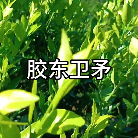 胶东卫矛