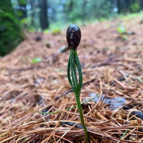 “雨”你有约——淮阳区文正幼儿园大十一班自然课程