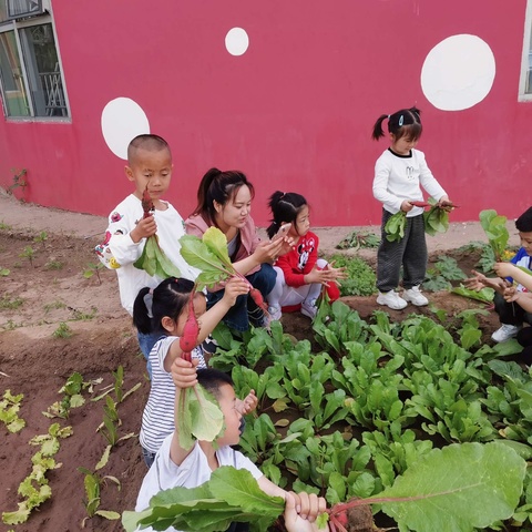 “亲近自然，收获喜悦”—童之梦幼儿园中一班“生活教育”主题活动