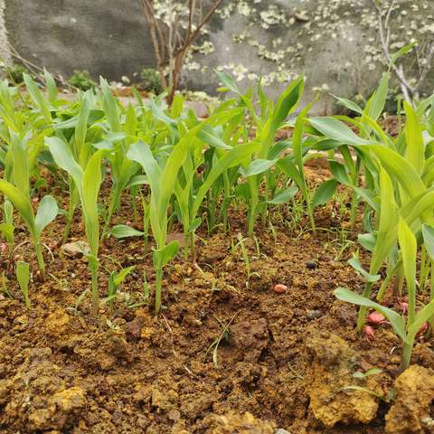 🌽玉米种植记🌽——沙田镇中心幼儿园中一班玉米种植实践活动