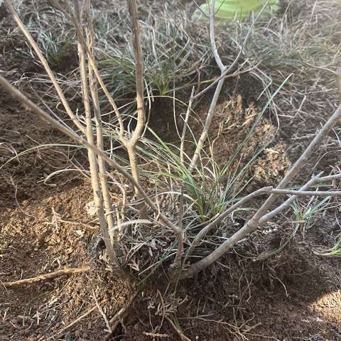 北研大自然幼儿园芽芽四班线路课程《神奇的根》