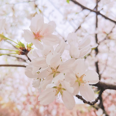 撷一缕春光同行 送一抹温情共享
