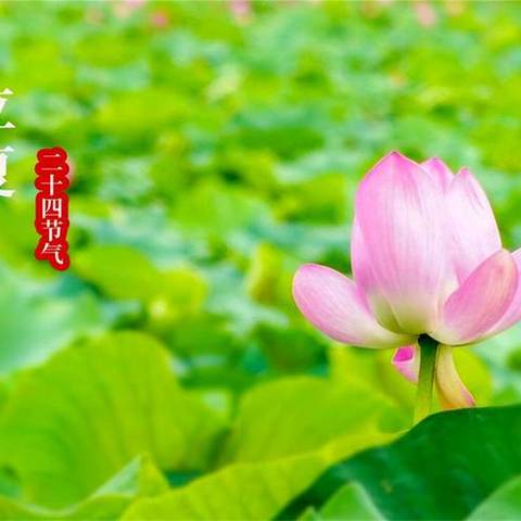 【二十四节气】“莺啼春去，遇见立夏”——东升园中二班立夏节气活动