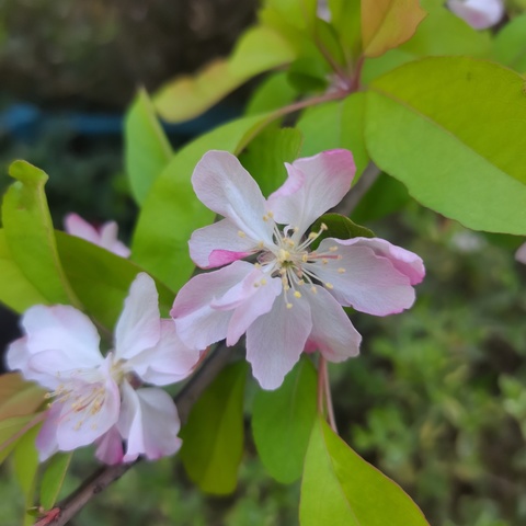 又见花开 如诗如画