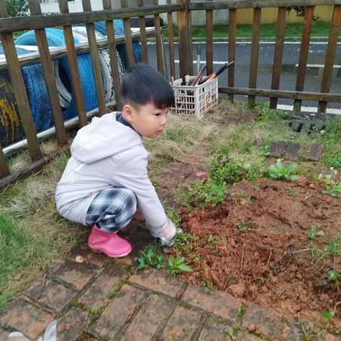 种植茄子---银河镇中心幼儿园小一班