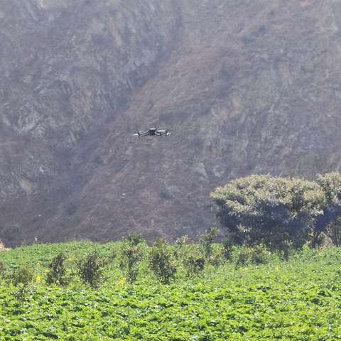 “一喷三防”护航小麦、油菜丰产丰收