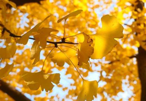 感受树叶之美——上德实验小学一年级18班树叶贴画作品展