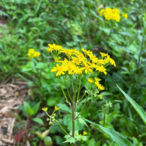 【中御·班级活动】小一班        “油菜花开”