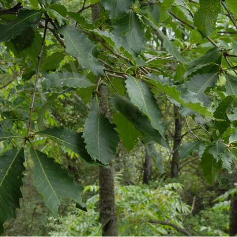 锐齿槲栎Quercus aliena var. acuteserrata