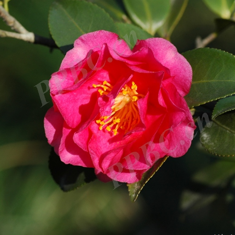 茶梅Camellia sasanqua Thunb.