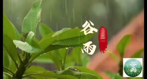 天姿二十四节气--谷雨